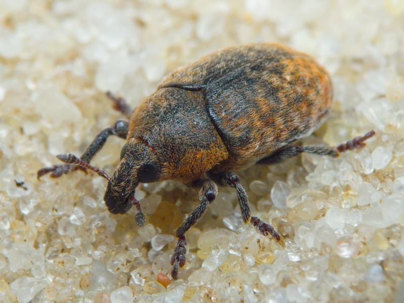 Larinus Dejean, 1821